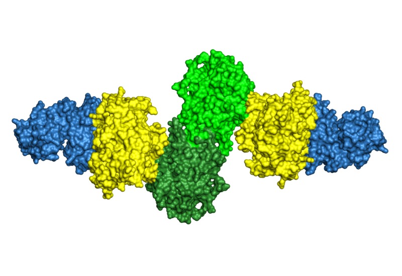 X-ray crystallography structure of three enzymes from a module of the "assembly line" that bacteria use to build polyketides