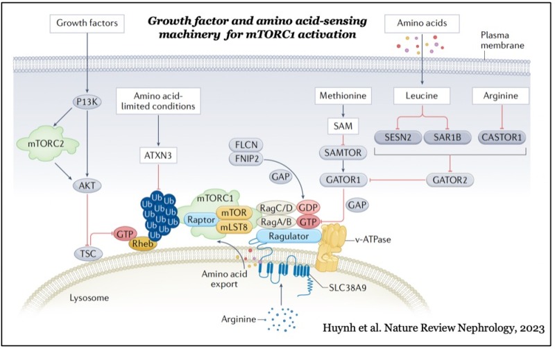 Scientific figure illustrating growth factor and amino acid-sensing machinery for mTORC1 activation