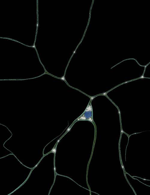 Polarity in neurons