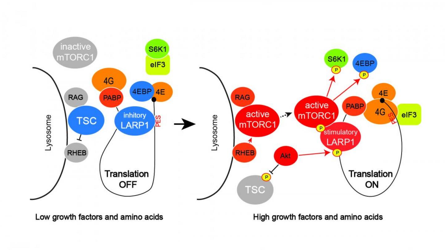 schematic overview of new findings about LARP1's role as a molecular switch for mTORC1-mediated translation (Creative Commons, eLIFE)
