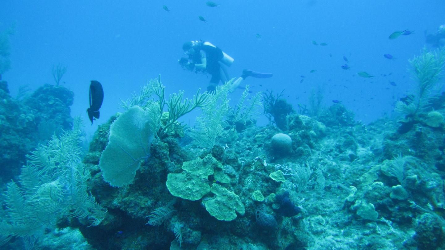 Amy Fraley explores an ecologically diverse sites within the Maria la Gorda reef system in Cuba