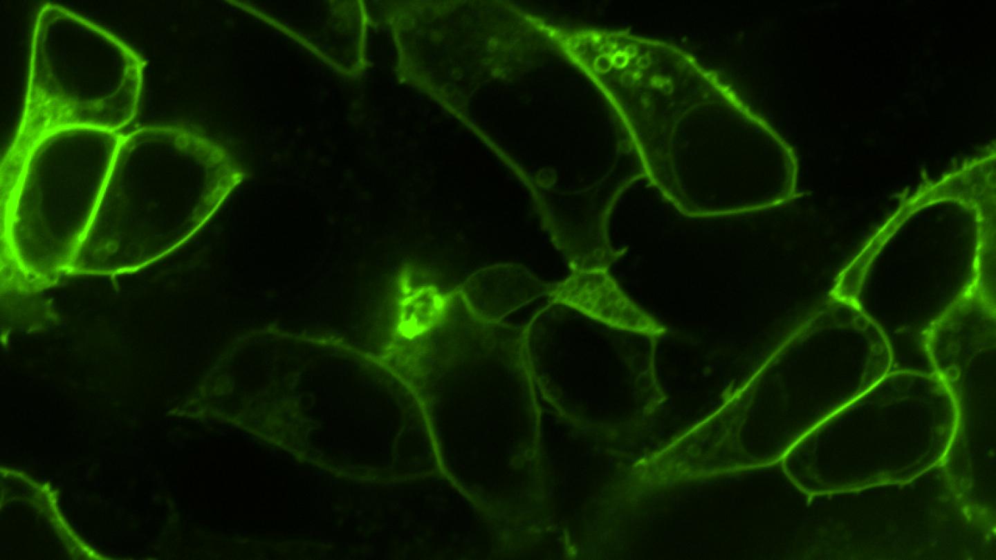 Cells fluorescing green in the presence of opioids