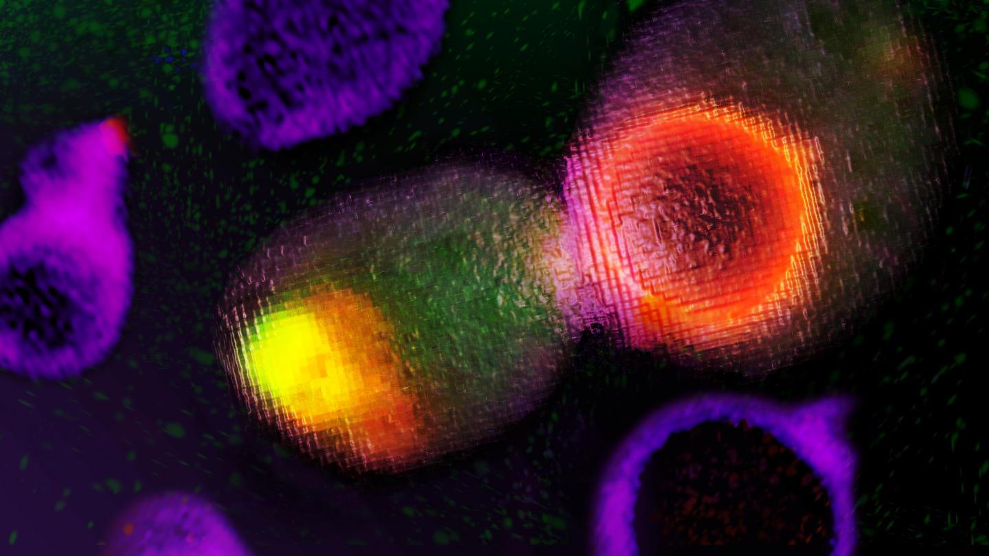 Artistic representation of budding yeast cells