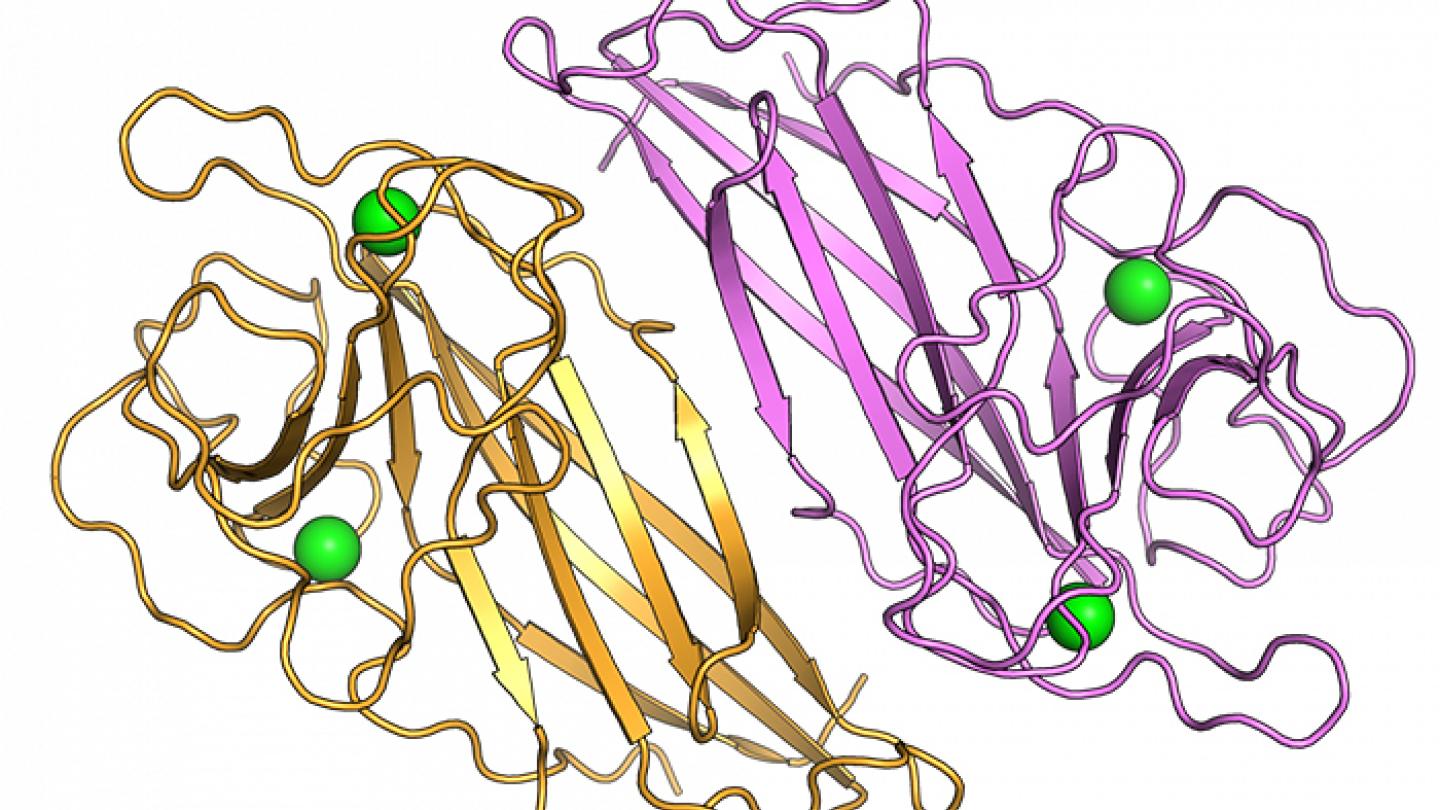 Structure of the HpiC1 Stigonemataceae cyclase