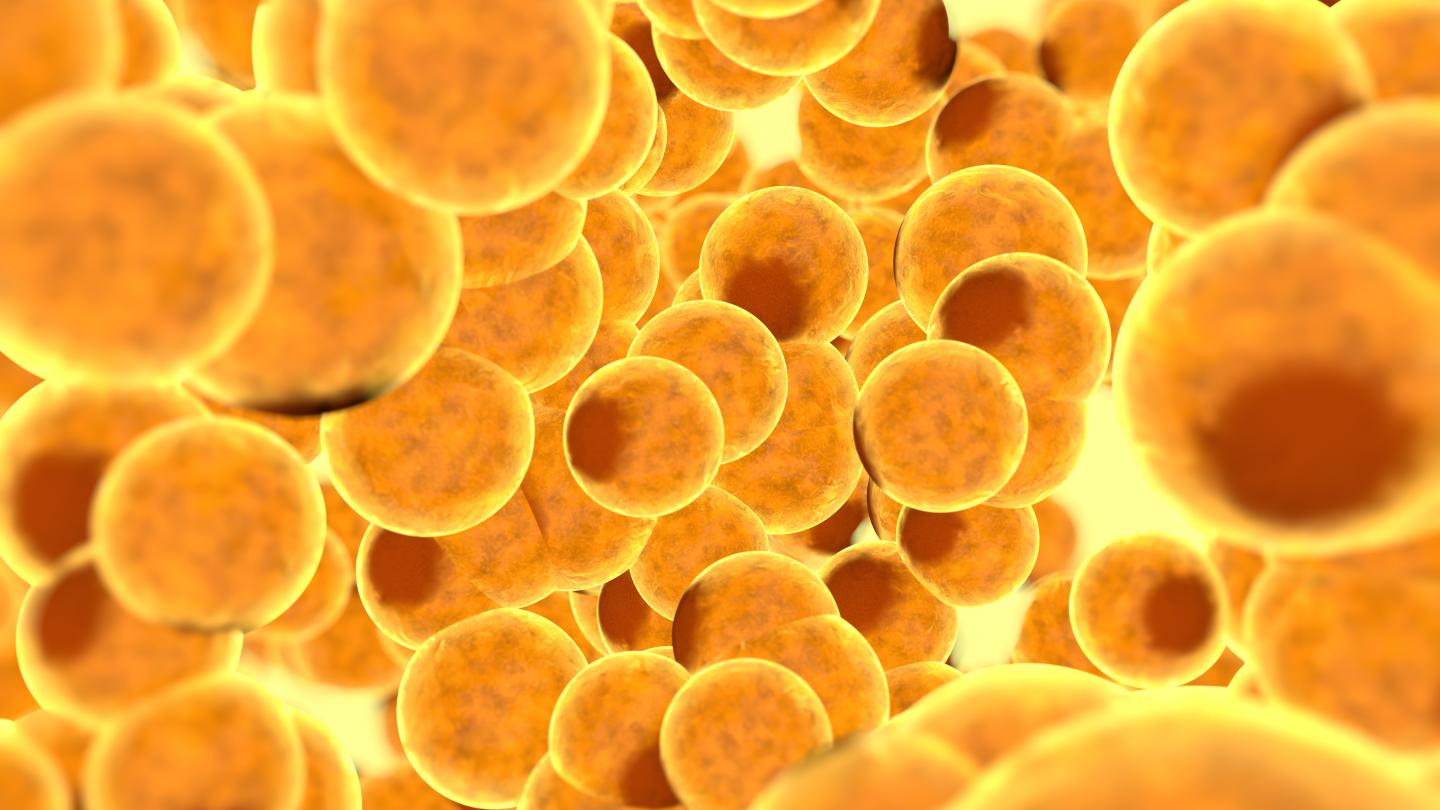 Adipocytes (fat cells)