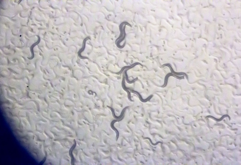 C. elegans in a Petri dish