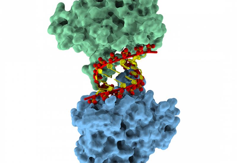 Two molecules of restriction factor APOBEC3H form a sequence-independent complex with an RNA duplex.