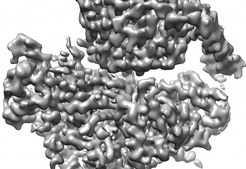 cryo-EM 3D reconstruction of the protein P-Rex1 bound to G-beta-gamma