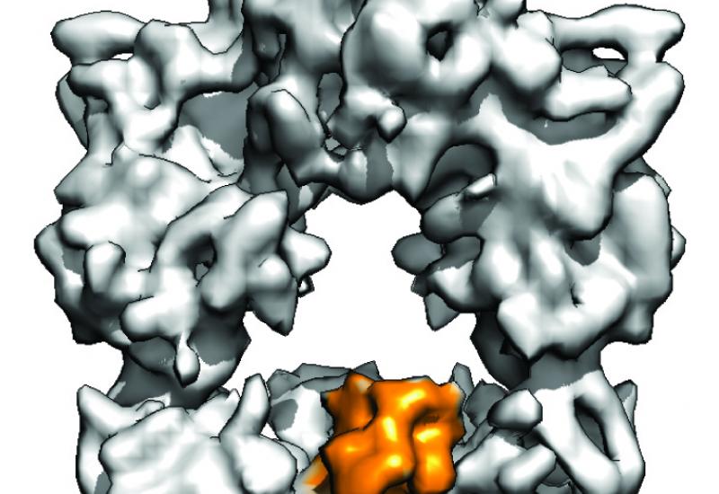 Cryo-EM structure of the central enzyme in the assembly process that creates polyketides (Credit: Somnath Dutta)