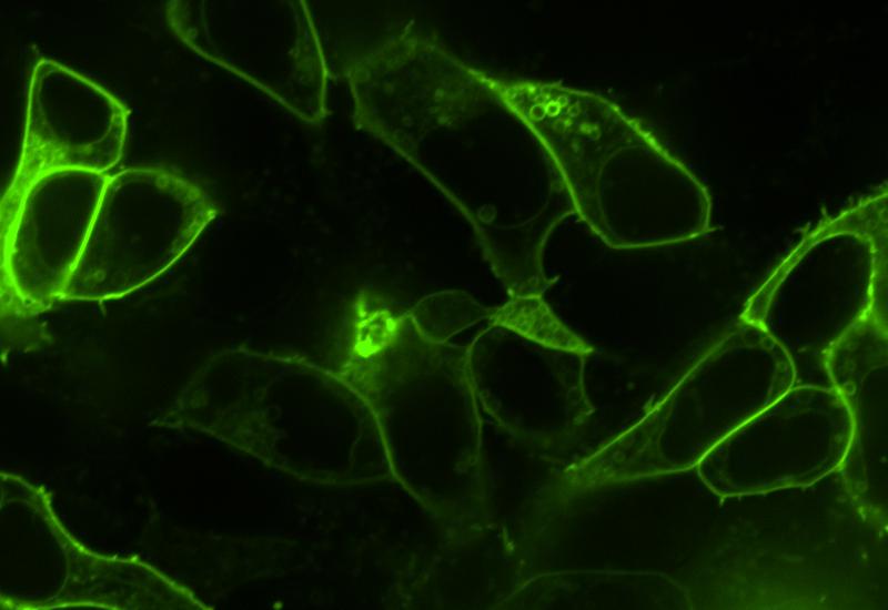 Cells fluorescing green in the presence of opioids
