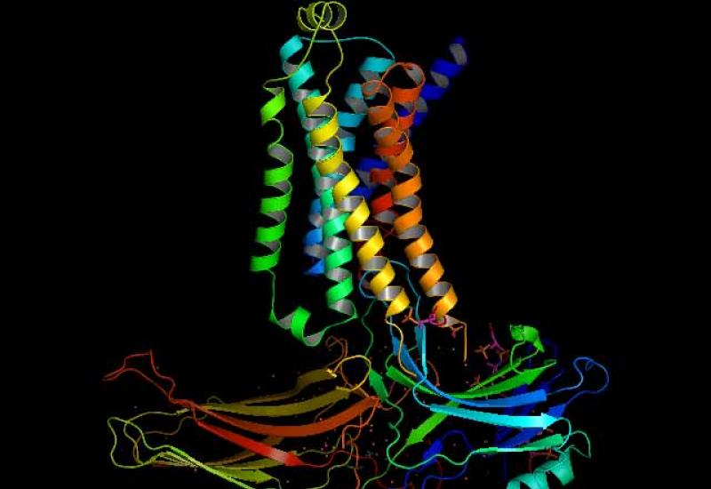 A structural model of the beta2 adrenergic receptor-arrestin signaling complex (Credit: Duke University)