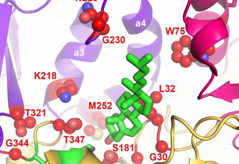 Structure of lecithin-cholesterol acyltransferase