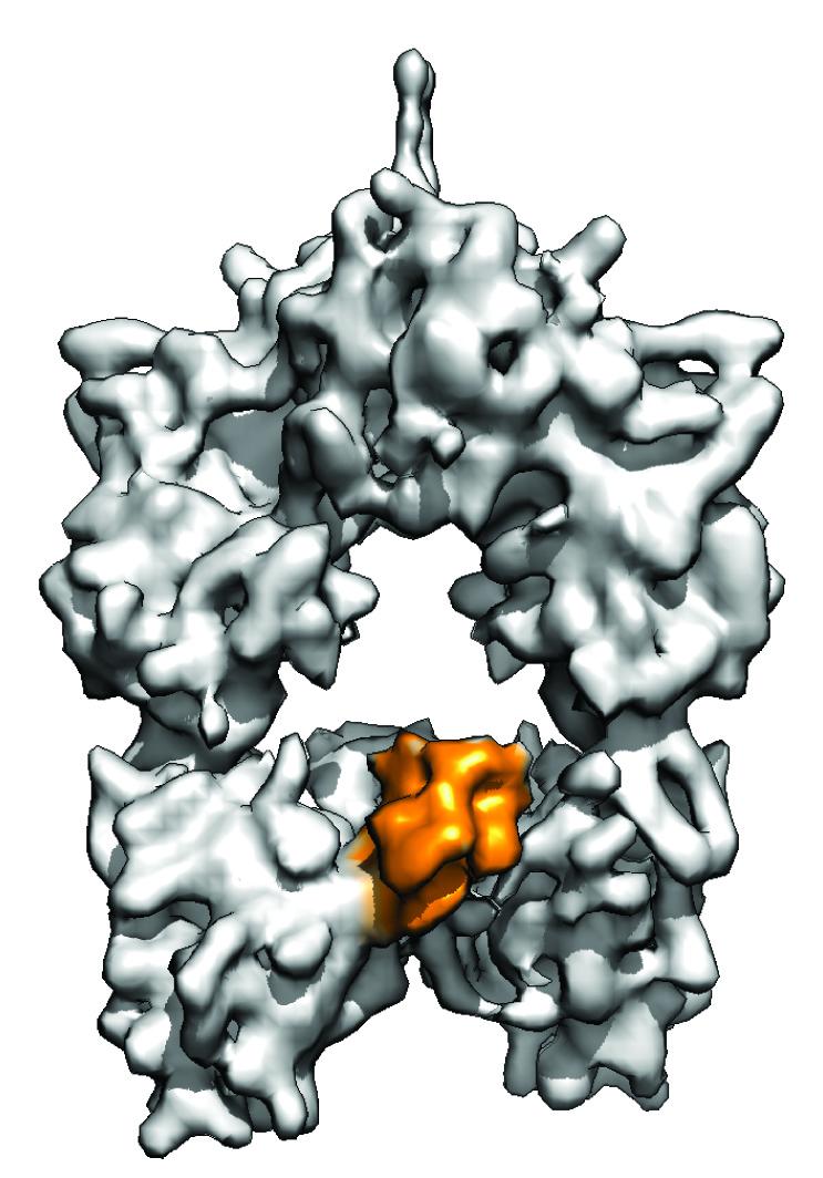 Cryo-EM structure of the central enzyme in the assembly process that creates polyketides (Credit: Somnath Dutta)