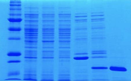 Experiment showing protein expression