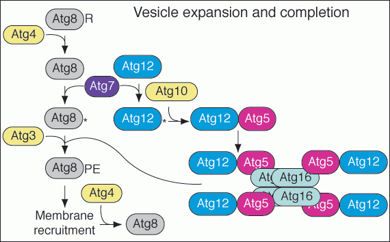Vessicle formation figure