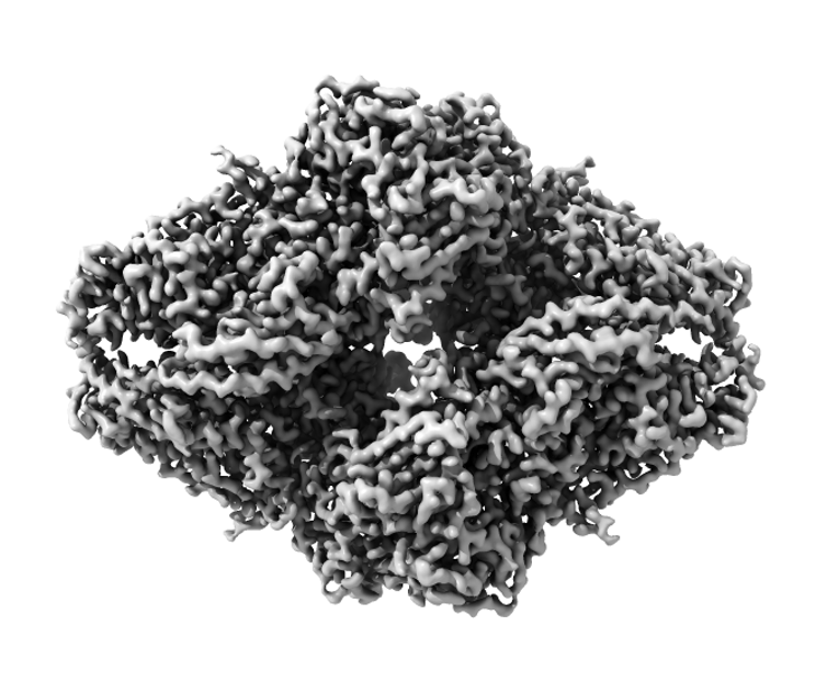 cryo-EM image of beta-galactosidase