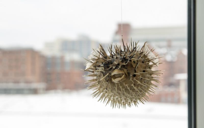Dried pufferfish hanging in office