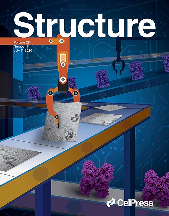 Cover of the journal Structure, featuring research from the Cianfrocco lab