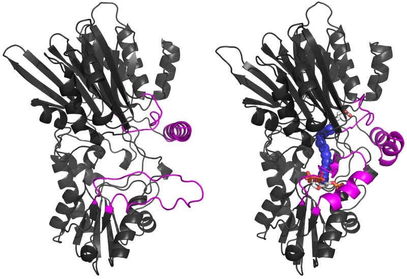 Structures of the open and closed forms of the first enzyme of de novo purine biosynthesis