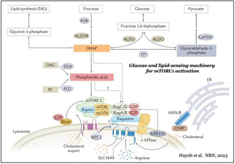 Scientific figure illustrating glucose and lipid-sensing machinery for mTORC1 activation