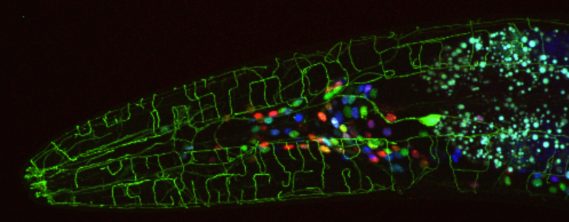 fluorescent images of the nematode C. elegans
